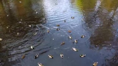 Flying over water of lake with swimming ducks in park with trees with yellow falling leaves on sunny autumn day. Autumn scenery. Natural background. Many feathered birds ducks. Landscape park.