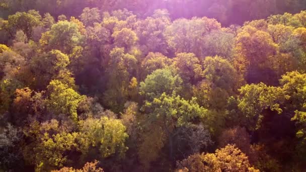 Flying Treetops Yellow Leaves Sunny Autumn Day Many Trees Tree — Stok video