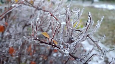 Branches of bush covered with ice after rain in frost in winter close-up. After icy rain. Winter,frosty, wintry, ice, icy, cold . Natural phenomenon. Natural background. Frozen plants. Freezing rain