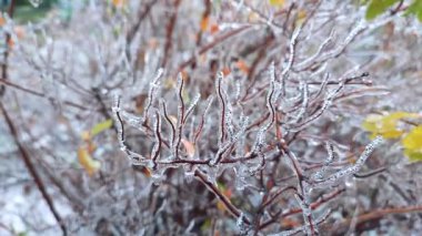 Branches of bush covered with ice after rain in frost in winter close-up. After icy rain. Natural phenomenon. Natural background. Frozen plants. Freezing rain. Winter, frosty, wintry, ice, icy, cold .