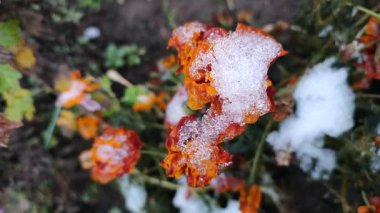 Parlak sarı-turuncu çiçekler Çernobil ve çimenler kış günü buz ve karla kaplıydı. Çiçekler karlı buzu kapladı. Kış, donmuş, donuk, soğuk, soğuk, buz, buzlu arka plan. Doğal arkaplan