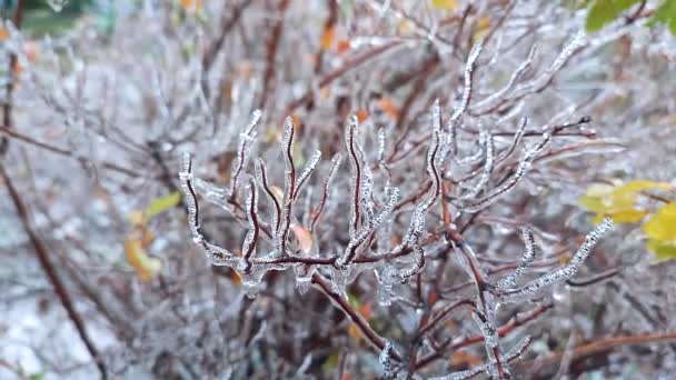 Ветви Куста Покрыты Льдом После Дождя Мороз Зимой Крупным Планом — стоковое видео