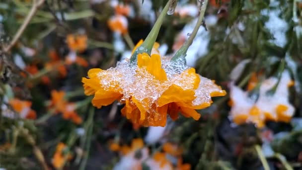 Jasne Żółto Pomarańczowe Kwiaty Czernobrivtsy Trawy Pokryte Lodem Śniegiem Zimowy — Wideo stockowe
