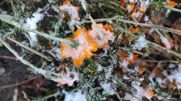 Bright Yellow Orange Flowers Chernobrivtsy Grass Covered Ice Snow Winter — Vídeo de Stock