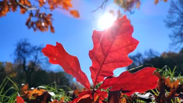 Parlak Kırmızı Meşe Yaprakları Ormandaki Çayırlarda Yetişir Açık Mavi Gökyüzü — Stok video