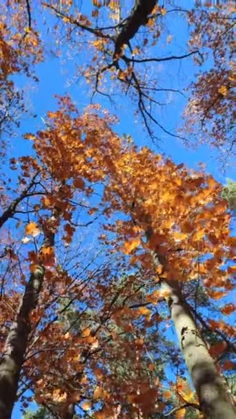 Treetops Orange Brown Leaves Swaying Wind Background Blue Sky Sunny — 图库视频影像