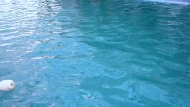 Girl Holding Fin Dolphin Swimming Him Pool Water Woman Swimming — Stockvideo