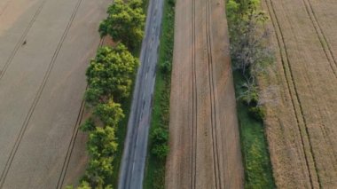 Yazın, büyük sarı buğday tarlaları arasında ağaçlarla yol alan arabalar. Hava aracı görüntüsü. Üst Manzara. Olgun ürün manzarası hasat et. Tarımsal tarım endüstrisi manzarası.