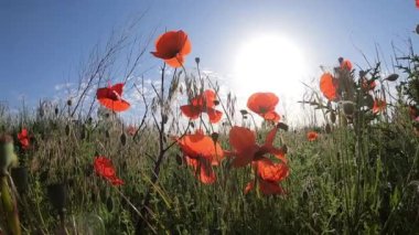 Red blooming poppies, green grass, brightly shining sun on blue sky on sunny spring day. Green grass and red wildflowers swaying in wind in field. Beautiful natural background. Close-up view.