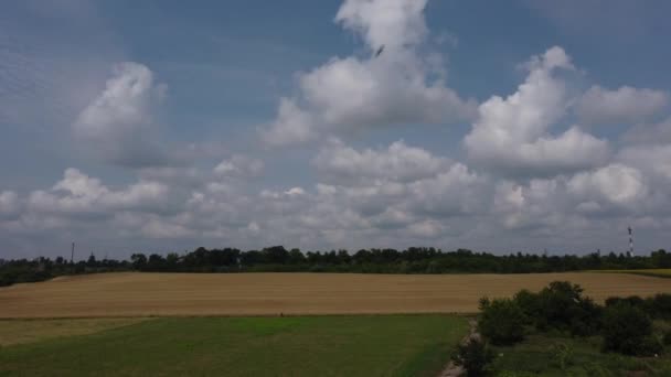 Fast Movement White Clouds Blue Sky Yellow Ripened Wheat Field — Stockvideo