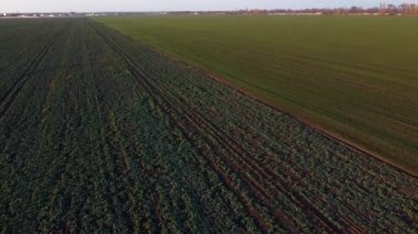 Agricultural fields of sugar beet and winter crops. Lifting up, rising above large field green plants of sugar beet and winter plants. Agro-industrial agricultural farm fields. Agricultural landscape