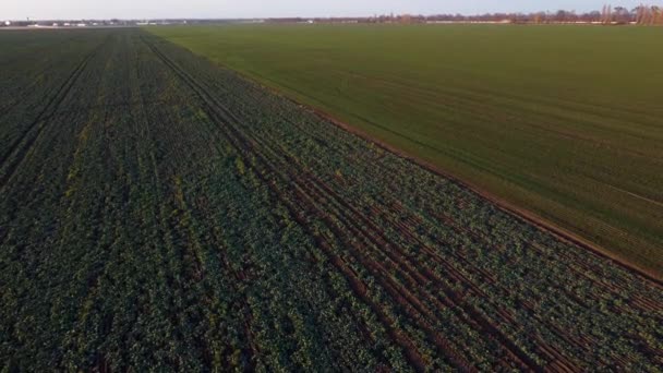 Landbouwvelden Van Suikerbieten Wintergewassen Heffen Stijgen Boven Grote Veld Groene — Stockvideo