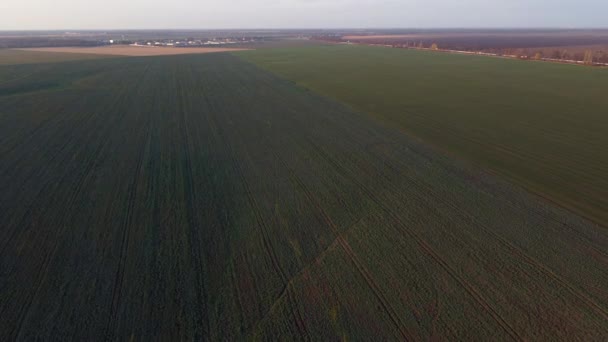 Cukorrépa Téli Növények Mezőgazdasági Földjei Repülő Felett Nagy Szántóföldi Zöld — Stock videók
