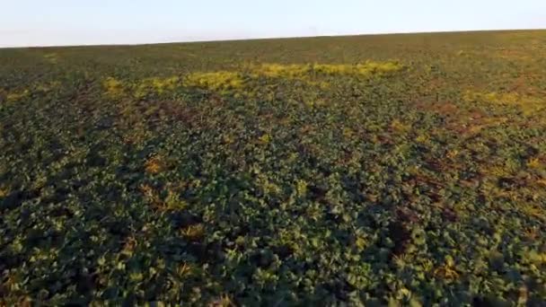 Flying Field Green Leaves Sugar Beets Planted Winter Sunset Dawn — Video Stock