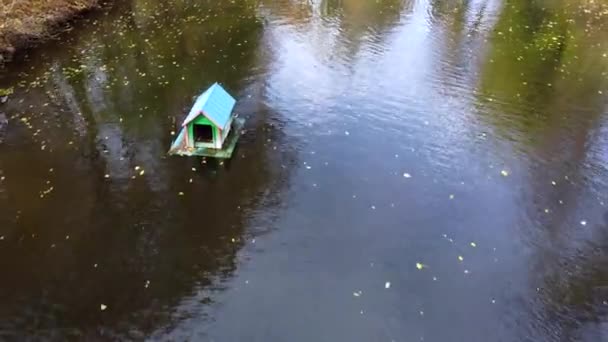 Flying Water Surface Lake Swimming Ducks Park Trees Yellow Falling — Video