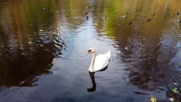Beautiful View White Swan Bird Ducks Floating Lake Fallen Leaves — Stock Video