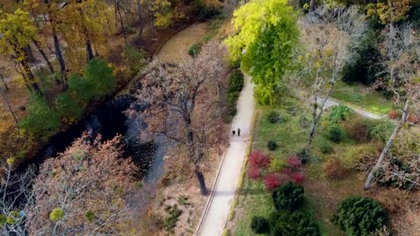 秋の晴れた日には 黄色の緑の倒木のある公園の湖の近くの地上道を歩く美しい景色の人々 空中ドローンビュー 最上階だ 美しい自然背景 — ストック動画
