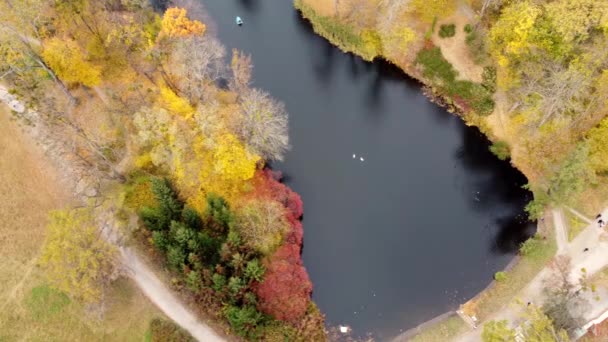 Widok Jesiennego Parku Jeziorami Łabędziami Drzewami Żółtymi Czerwonymi Liśćmi Łąką — Wideo stockowe