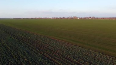 Agricultural fields of winter crops and sugar beet. Agricultural landscape. Lifting up, rising above large field green plants of sugar beet and winter plants. Agro-industrial agricultural farm fields.