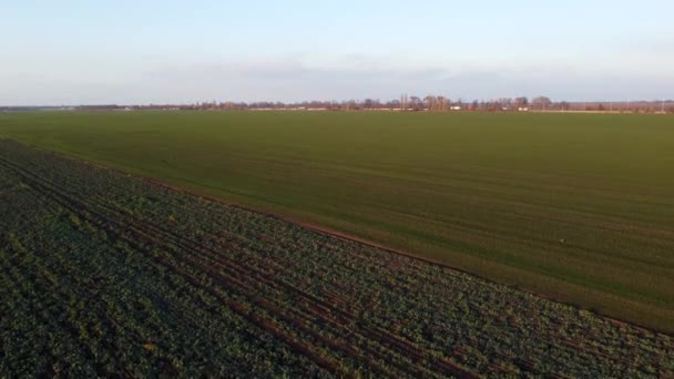 Landbouwvelden Van Wintergewassen Suikerbieten Landbouwlandschap Heffen Stijgen Boven Grote Veld — Stockvideo
