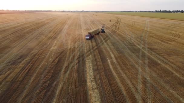 Hasat Alanından Sonra Buğday Yığını Toplamak Kamyona Yüklemek Yaz Akşamları — Stok video