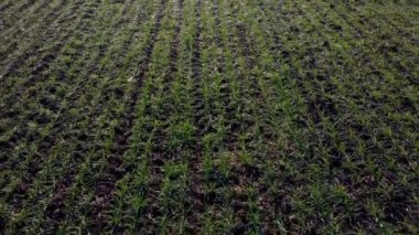 Baharın güneşli sonbahar gününde, yeşil, küçük mısır gevreği filizleri olan yeşil bir tarla. Yeşil bitkilerle tarımın üzerinde uçuyorlar. Tarım endüstriyel manzarası. Tarım çiftliği manzarası.