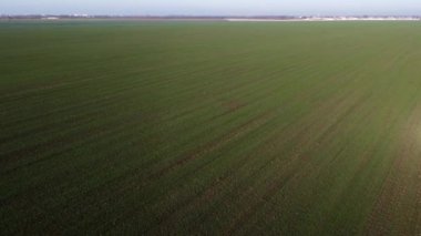 Baharın güneşli sonbahar gününde taze yeşil mısır gevreği filizleri olan büyük yeşil bir tarla. Yeşil bitkilerle tarımın üzerinde uçuyorlar. Tarım endüstriyel manzarası. Tarım çiftliği manzarası.