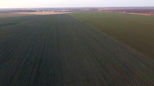 Landbouwvelden Van Suikerbieten Wintergewassen Vliegen Grote Veld Groene Planten Van — Stockvideo