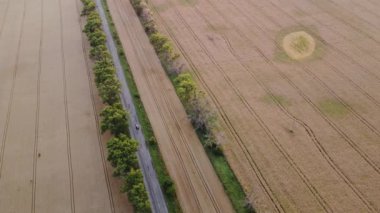 Cars driving the road with trees between large fields of yellow ripened wheat in summer. Agricultural agrarian industrial landscape. Harvest ripe mature crop scenery. Aerial drone view. Top view.