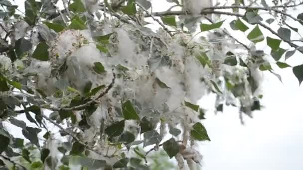 Poplární Květ Poplar Fluff Velké Květy Bílého Chmýří Zelené Listy — Stock video