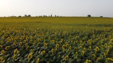 Ayçiçeği tarlası. Güneşli yaz gününde açan ayçiçeği tarlası. Tarım alanı. Güneş kreminin endüstriyel yetiştirilmesi. Hava aracı görüntüsü. Çiçek açan sarı ayçiçeği tarlası.