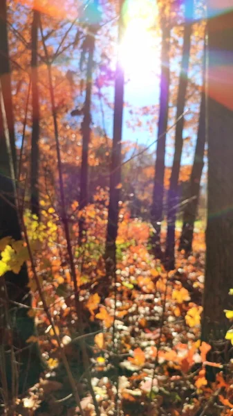 秋天阳光灿烂的日子里 森林的景色 树篱上的褐色叶子 在清澈的蓝天下迎风摇曳着的青草 秋日的阳光 模糊的自然背景 — 图库照片