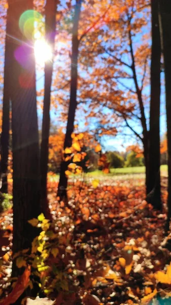 Blick Auf Die Waldlichtung Einem Sonnigen Windigen Tag Herbst Rotbraune — Stockfoto