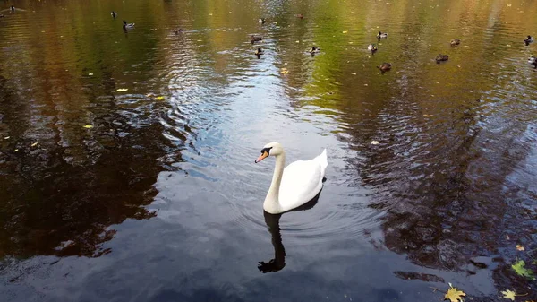 Beautiful View White Swan Bird Ducks Floating Lake Fallen Leaves — 图库照片