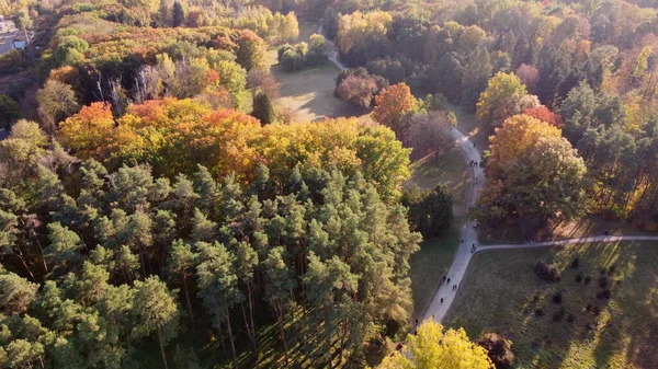 Latanie Nad Drzewami Żółtymi Zielonymi Liśćmi Parku Brudnymi Ścieżkami Ludźmi — Zdjęcie stockowe