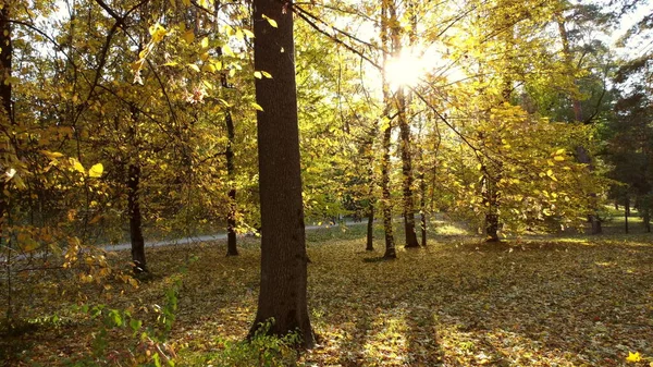 Sonbahar Parkı Güneşli Bir Sonbahar Gününde Ağaç Dalları Sarı Yapraklar — Stok fotoğraf