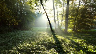 Hava Aracı Manzaralı Güneş, yaz sabahı ormandaki yeşil dalların arasından ışıldar. Güzel, doğal bir geçmişi var. Ekoloji, Çevre Koruma, Küresel Isınma, İklim Değişimi