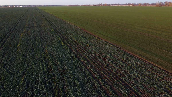 Agricultural fields of sugar beet and winter crops. Above large field green plants of sugar beet and winter plants. Agro-industrial agricultural farm fields. Agricultural landscape