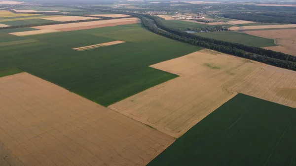 Panoramic view of agricultural fields. Panoramic view of a lot of agricultural yellow ripe wheat fields and green fields from the air in a summer evening. Harvest crop. Aerial drone view. Top view.