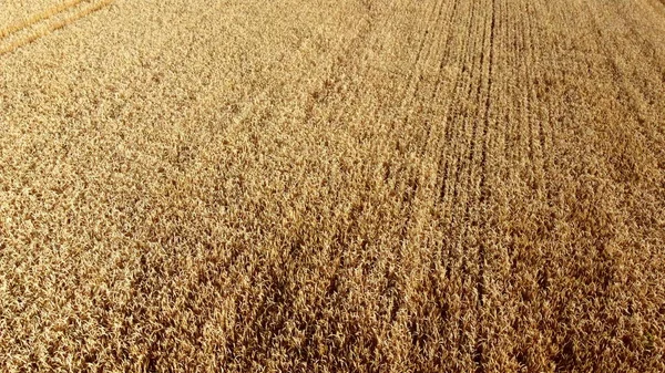 Wheat Field Field Ears Spikes Ripe Wheat Golden Ripened Wheat — Stockfoto