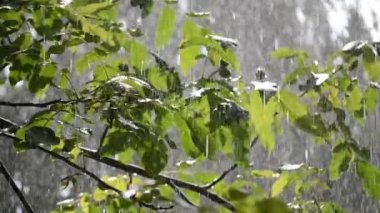 Heavy rain. Drops of heavy rain dripping on large green leaves of tree branch on summer day. Raindrops walnut branch. Rainy weather. Weather precipitation. Natural background. Rainfall shower downpour