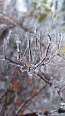 Çalıların dalları kış ayazında buzla kaplıydı. Donmuş bitkiler. Buzlu yağmurdan sonra. Donmuş yağmur. Soğuk, soğuk, buzlu, soğuk. Doğal fenomen. Doğal arka plan. Dikey video