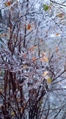 Çalıların dalları kış ayazında buzla kaplıydı. Donmuş bitkiler. Buzlu yağmurdan sonra. Donmuş yağmur. Soğuk, soğuk, buzlu, soğuk. Doğal fenomen. Doğal arka plan. Dikey video