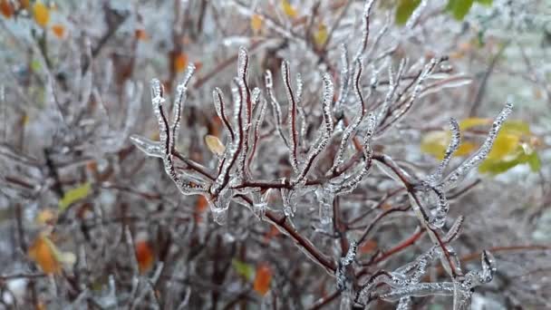 Ветви Куста Покрыты Льдом После Дождя Мороз Зимой Крупным Планом — стоковое видео
