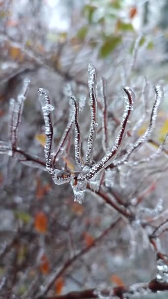 Ветви Куста Покрывали Лед После Дождя Мороз Зимой Крупным Планом — стоковое видео