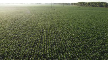 Cornfield. Field corn. Field of young corn sprouts on early summer morning. Aerial drone view. Agricultural agrarian fields of industrial cultivation corn. Farmland. Rural countryside landscape.Glare