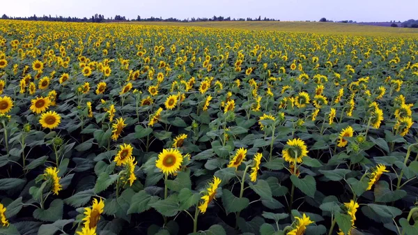 Sunflower field. Large field of blooming sunflowers. Flying over flowers of blooming sunflowers in big field of sunflowers. Industrial cultivation of sunflower. Agricultural agrarian land. Farmland.