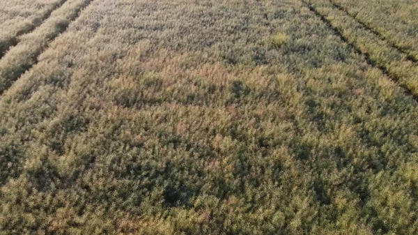 Rapeseed Field Rape Field Flying Field Rapeseed Plant Aerial Drone — Stock fotografie