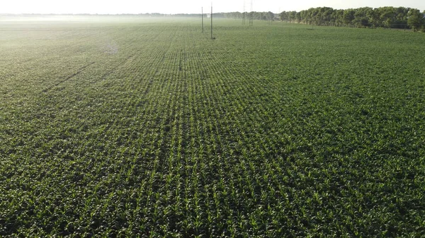 Cornfield. Field corn. Field of young corn sprouts on early summer morning. Aerial drone view. Agricultural agrarian fields of industrial cultivation corn. Farmland. Rural countryside landscape.Glare