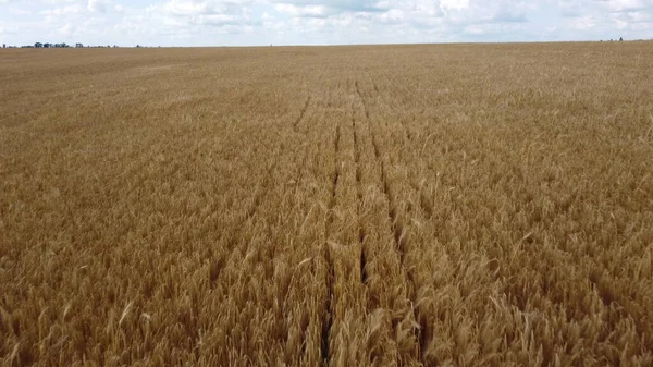 Wheat Field Field Ears Ripe Wheat Cloudy Day Aerial Drone — Stock fotografie